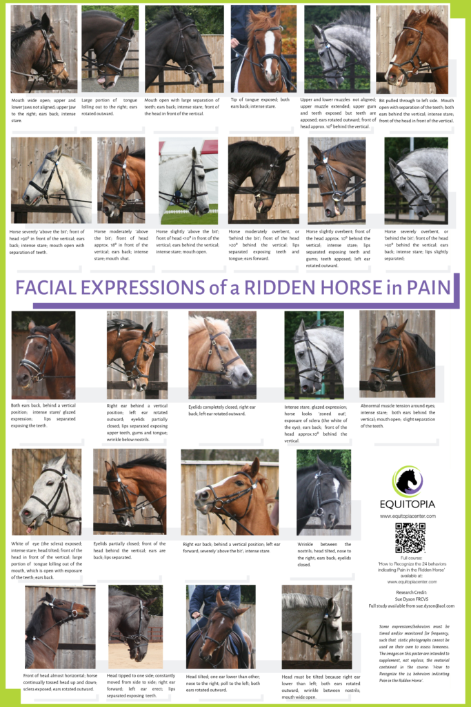 Poster_Facial Expressions of Pain in the Ridden Horse